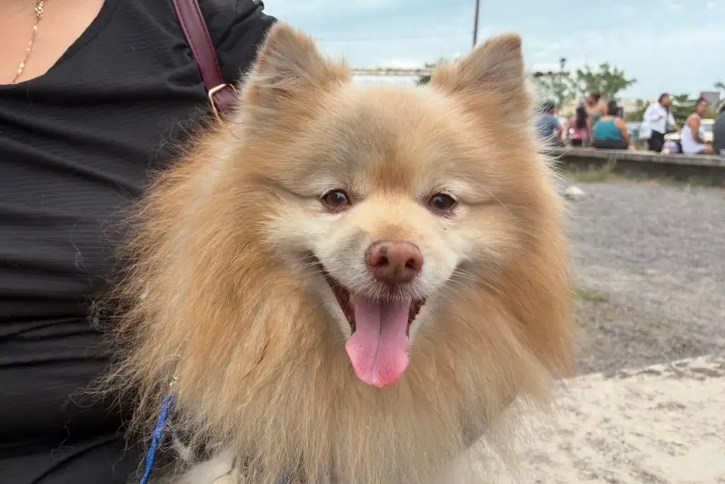 Imagen Él es Romeo, una de las mascotas rescatadas en explosión en Rincón de Palma Real, en Veracruz