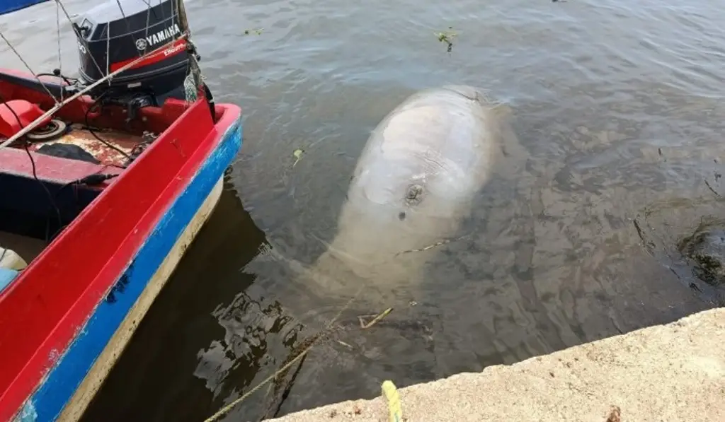 Imagen Hallan otro manatí muerto en Coatzacoalcos; suman tres