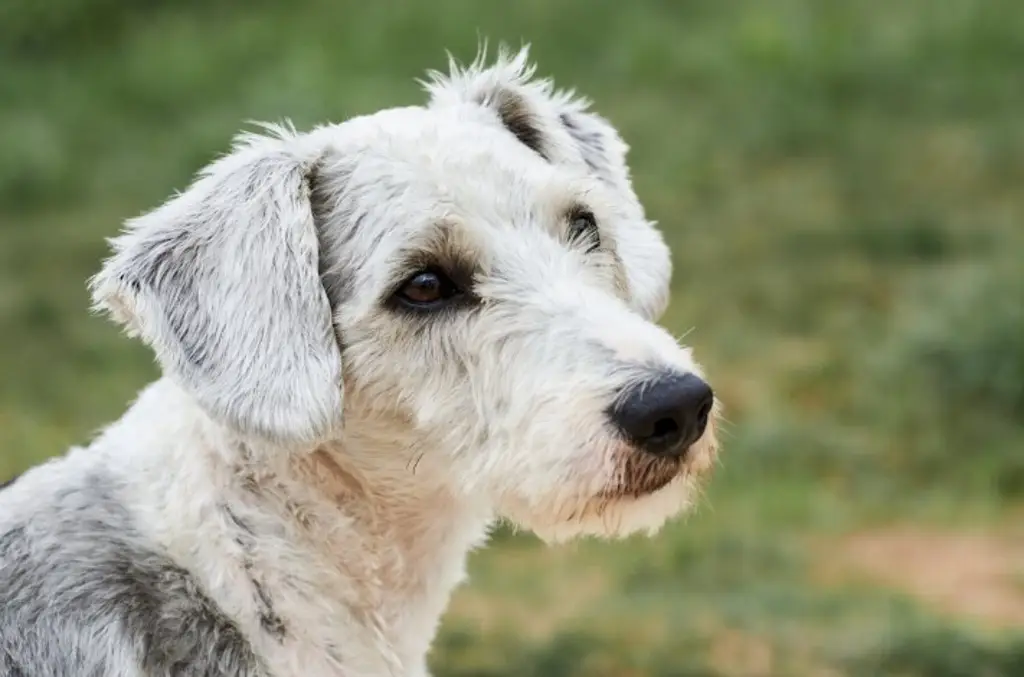 Imagen ¿Tienes mascota? Checa cómo le debes cuidar su dentadura 
