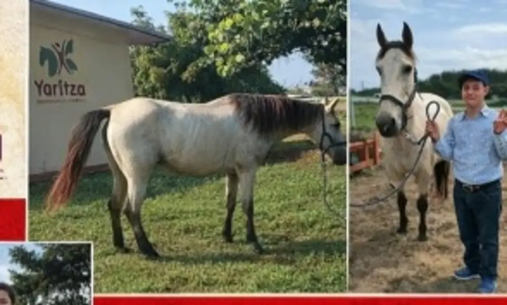 Imagen Buscan a 'Luna', yegua que ayuda a niños en sus terapias en Veracruz; fue robada 