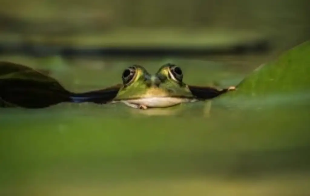 Imagen Nueva rana de cristal en Ecuador recibe nombre en homenaje a una campeona olímpica
