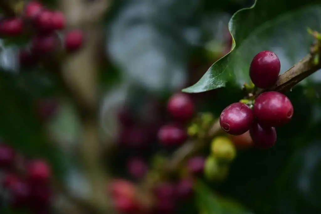 Imagen Plaga afecta 40 mil hectáreas de cultivo de café en Veracruz, reportan 
