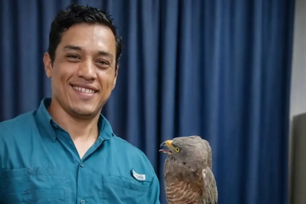 Imagen Rescatan a gavilán atrapado en edificio del Centro de Veracruz