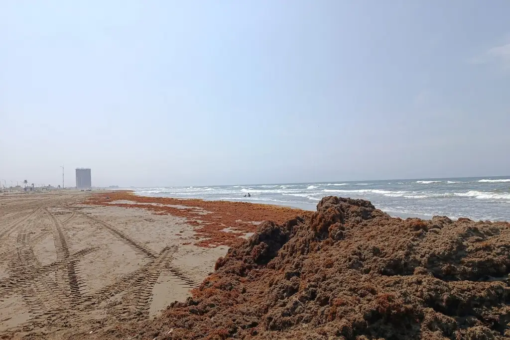Imagen Sargazo llega a playas al sur de Veracruz; realizan monitoreo 