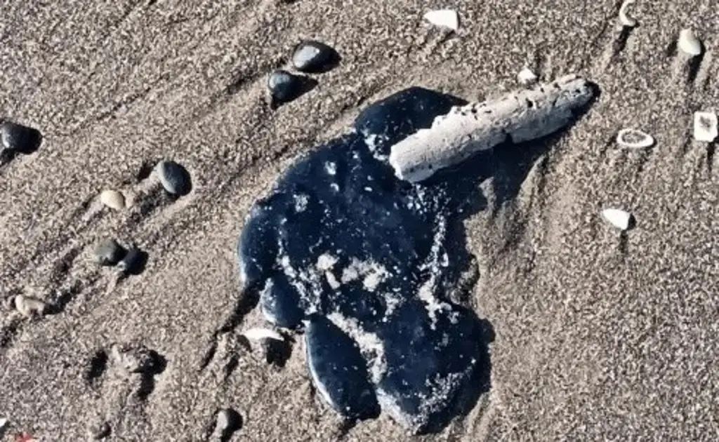 Imagen Residuos del derrame en Golfo se envían a plantas de tratamiento: Sheinbaum