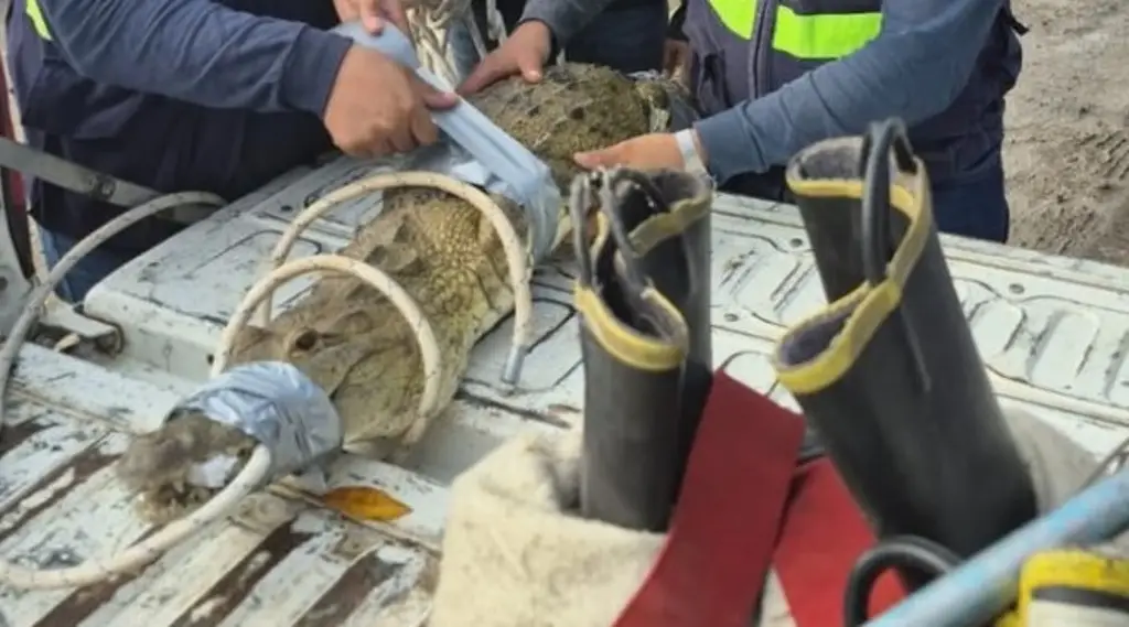 Imagen Capturan cocodrilo al norte de Veracruz