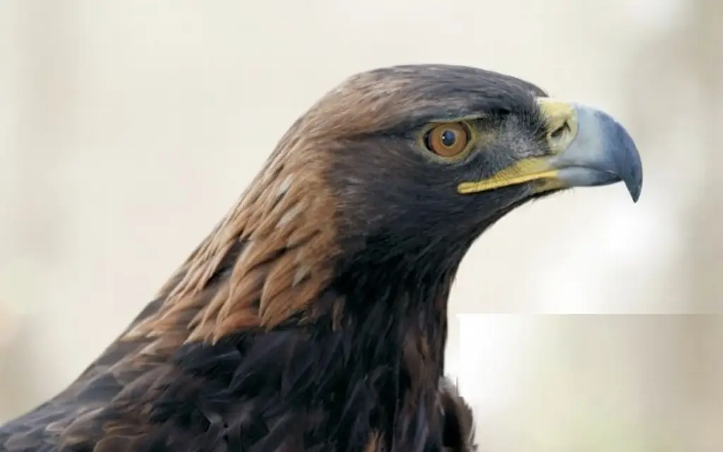 Imagen Hallan nuevo territorio de anidación del Águila Real, emblema de México (+Video)