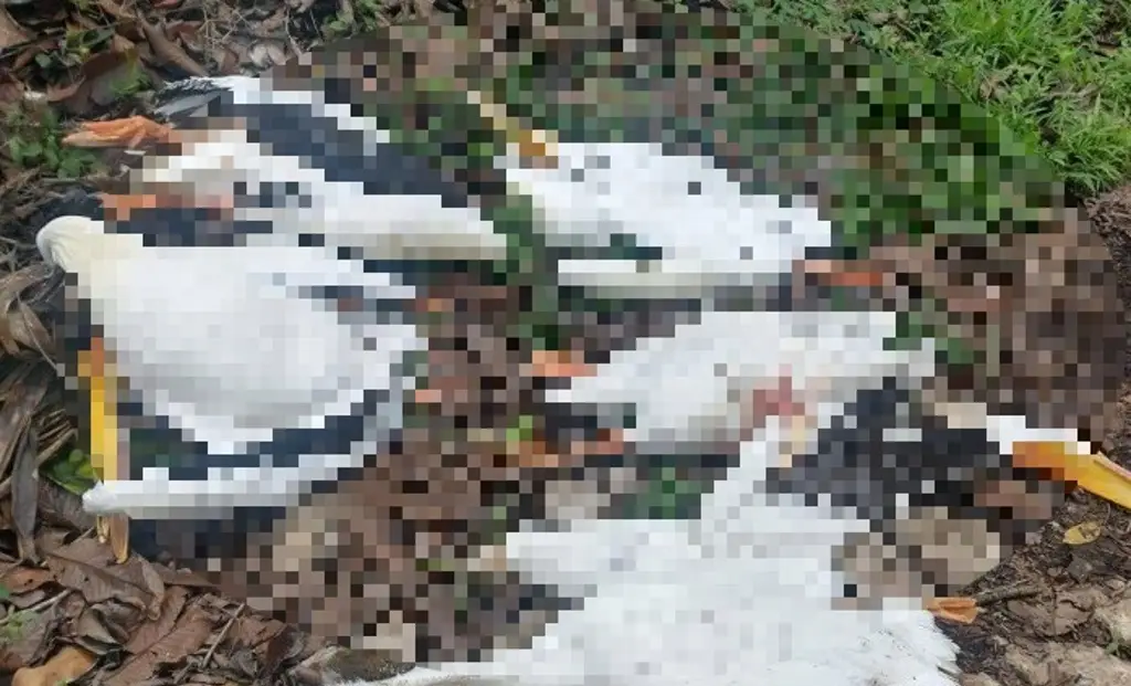 Imagen Descarga eléctrica mata a cinco pelícanos en Atoyac