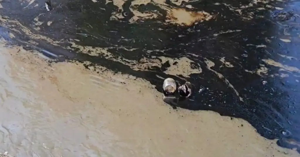 Imagen Estas son las zonas afectadas tras presencia de aceite al norte de Veracruz