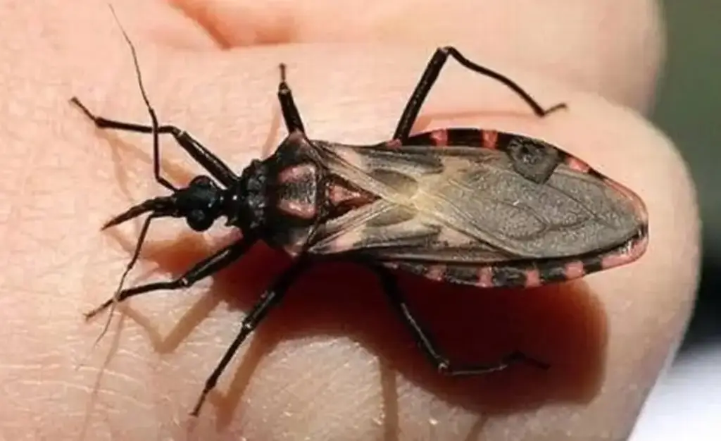 Imagen Esto debes de saber acerca del mal de Chagas 