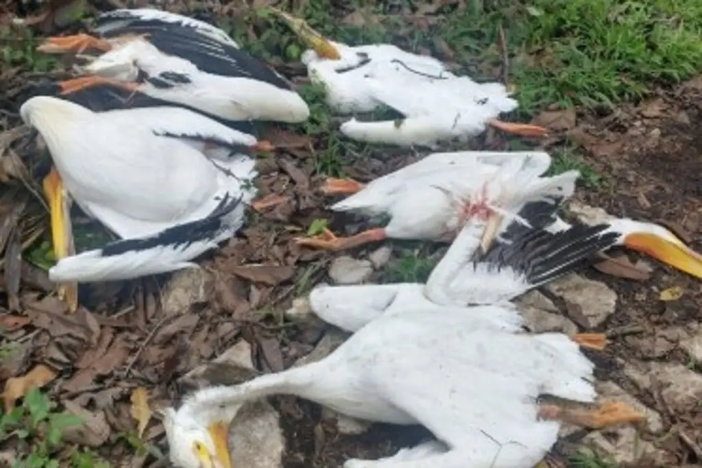 Imagen Reportan muerte repentina de 5 pelícanos en Atoyac, Veracruz ¿Cuál fue la causa?