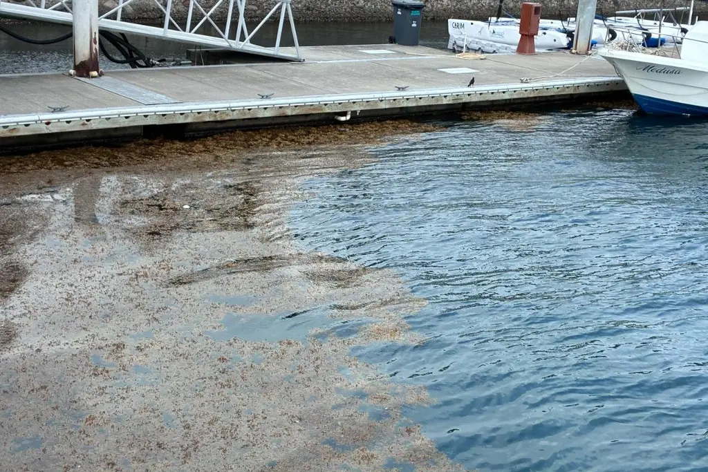 Imagen ¿El sargazo puede ser dañino para la gente? Esto advierte experto