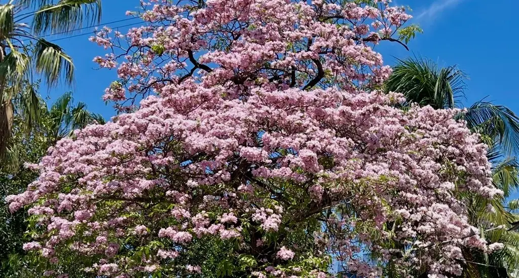 Imagen ¿Cómo conseguir un roble que pinte de rosa tu patio y refresque tu casa en Veracruz?