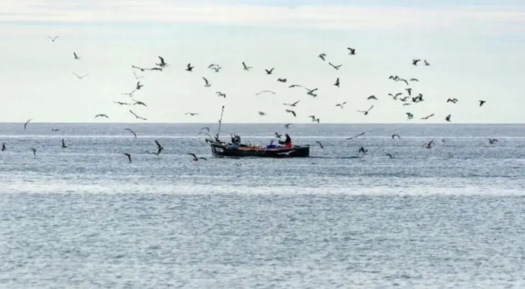 Imagen Derrame en Golfo de México: sin cifra oficial del volumen, continúan análisis