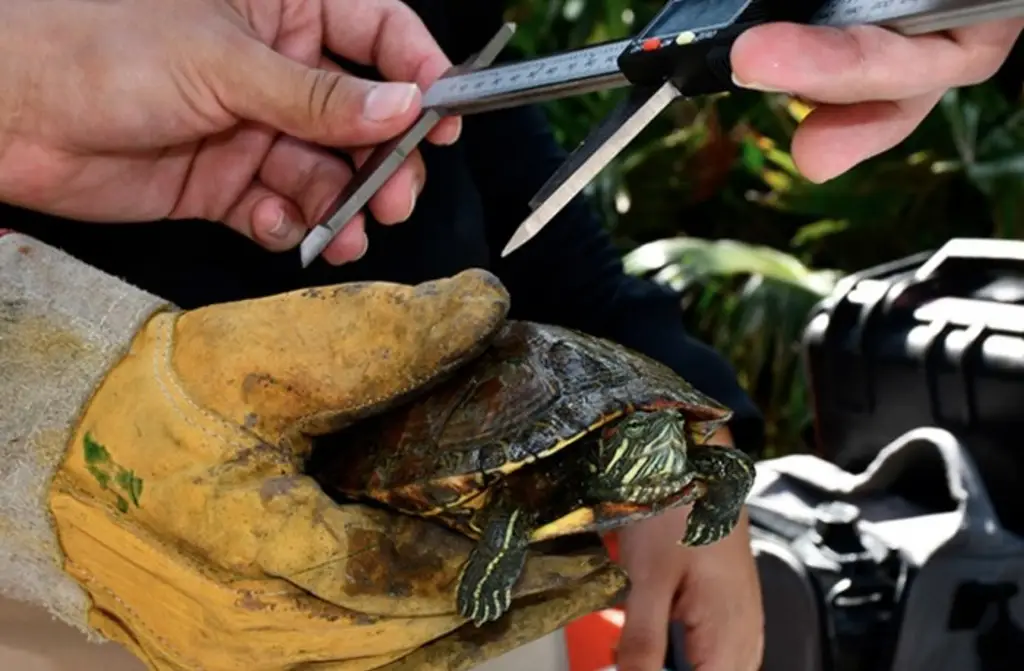 Imagen Derrame en Golfo de México deja 12 tortugas muertas, confirma autoridad 