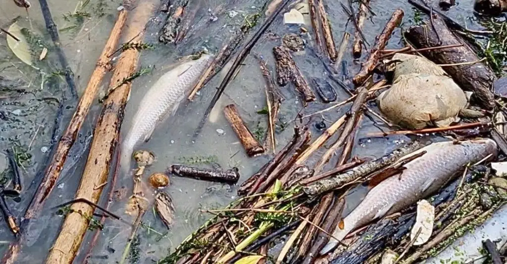 Imagen Alerta por muerte de peces en el río Cazones