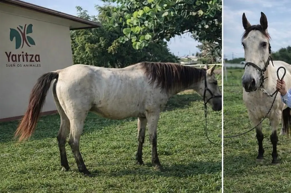 Imagen Yaritza, dedicada a equinoterapia, sufre secuestro virtual con inteligencia artificial en Veracruz