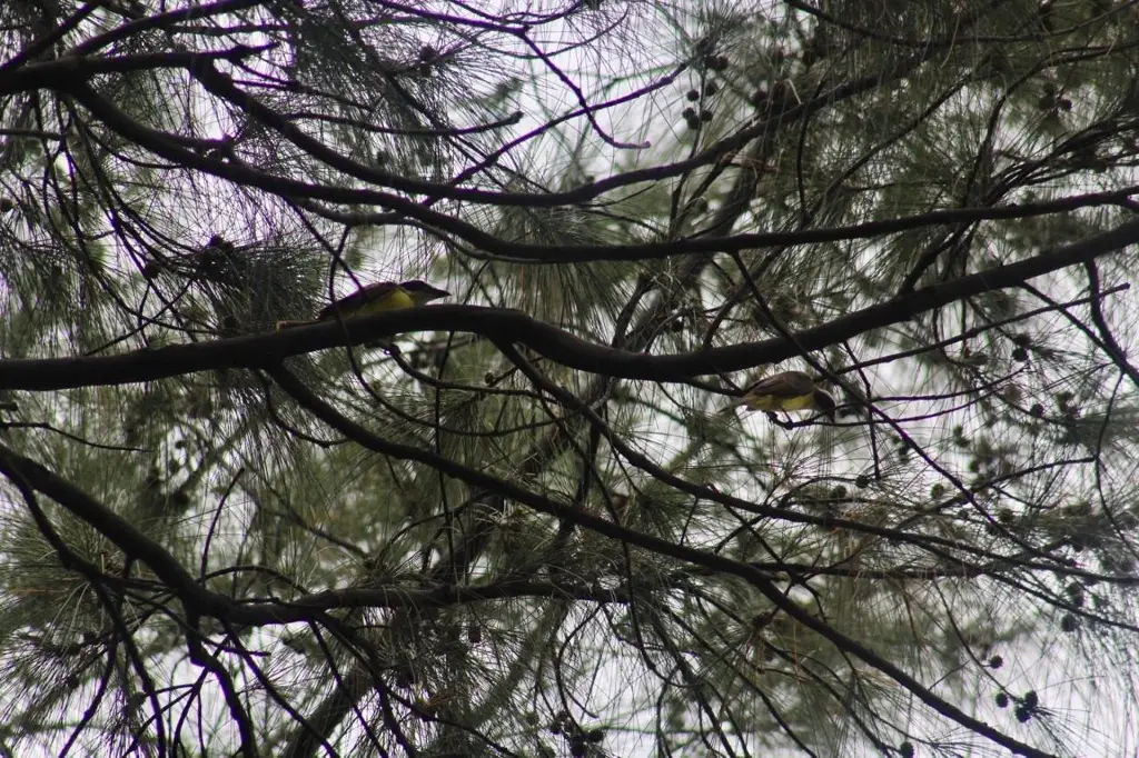 Imagen Se retira biólogo que creó cortinas rompeviento contra nortes en Veracruz