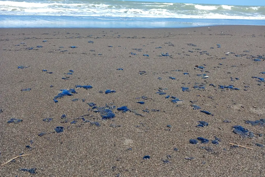 Imagen Senadores de oposición exigen que Pemex comparezca por derrame de petróleo