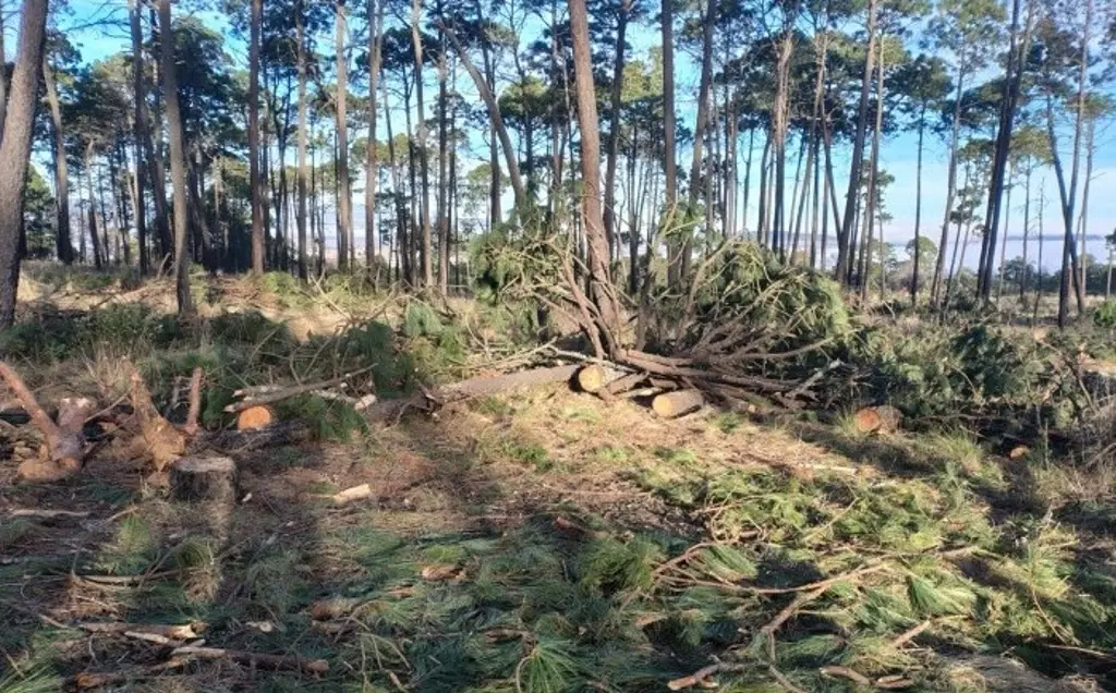 Imagen Denuncian 10 casos de tala ilegal en Cofre de Perote