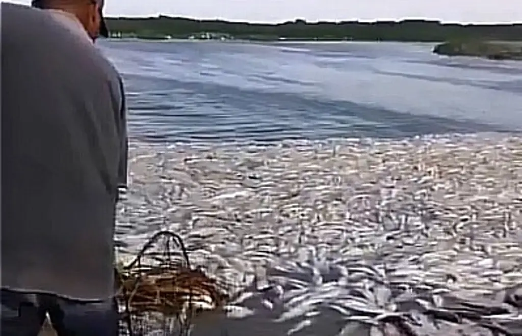 Imagen Conagua revela qué provocó la mortandad de peces en el norte de Veracruz 