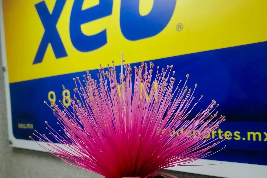 Imagen No solo el roble también otros árboles embellecen Veracruz con sus flores, ¿cuáles son tus favoritas?