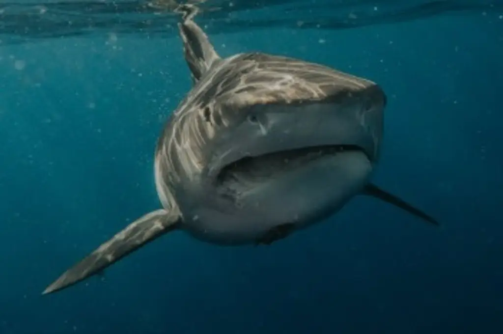 Imagen Conoce un poco de las características del tiburón blanco hallado en costas de Veracruz 