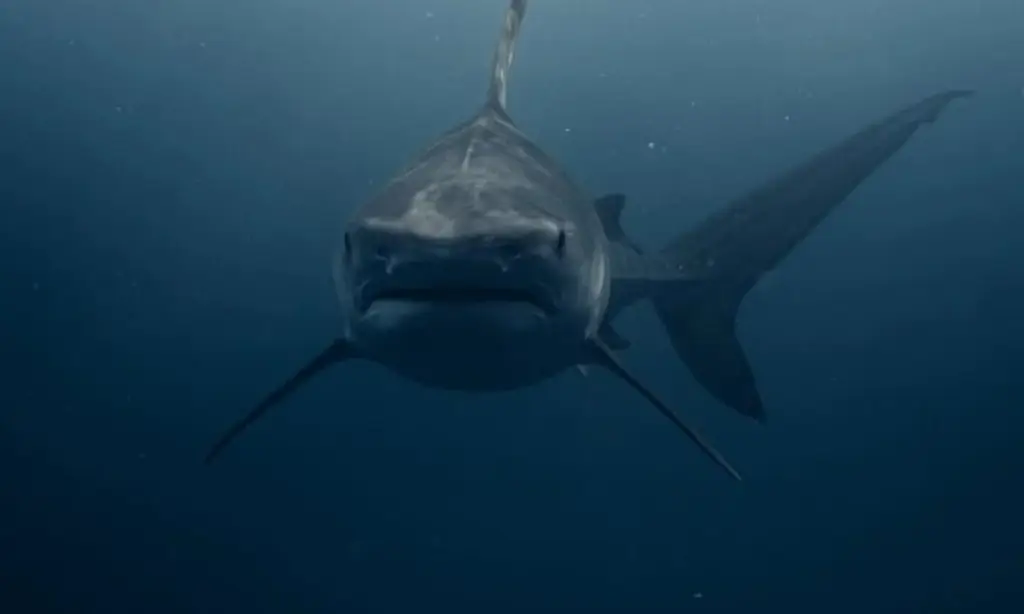 Imagen Biólogo narra cómo sufrió la mordida de un tiburón blanco 