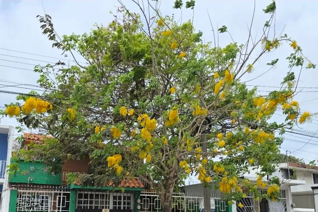 Imagen Este es el árbol que también está floreando esta primavera y embellece Veracruz