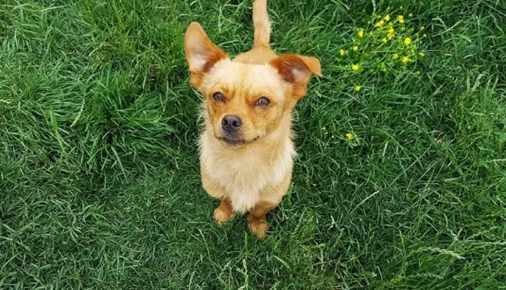 Imagen Conoce acerca de los perros amarillos, recientemente reconocidos como raza mexicana