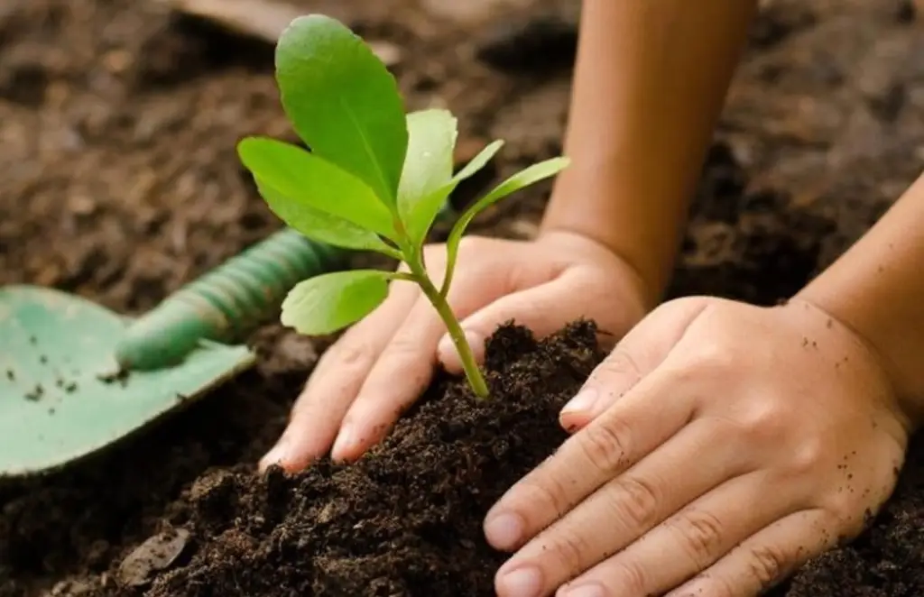 Imagen ¿Qué árboles sí y cuáles no sembrar en Veracruz?