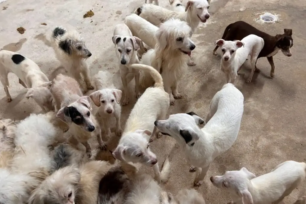 Imagen Rescatan 42 perros por maltrato en cateo en Coatzacoalcos