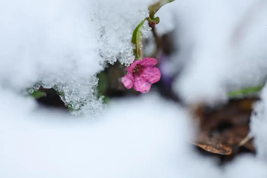 Imagen Intensa e inusual nevada cubre Moscú en plena primavera