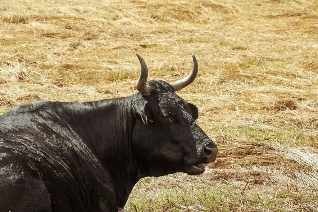 Imagen Exigen sanción por matar toro durante Feria de Atzacan 2026