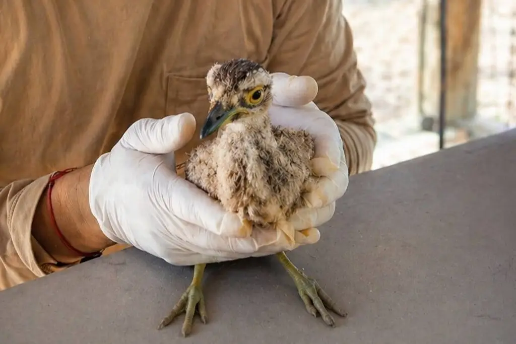 Imagen Rescatan pollito de Alcavarán cerca de Paso del Toro, Veracruz; conoce un poco sobre esta ave