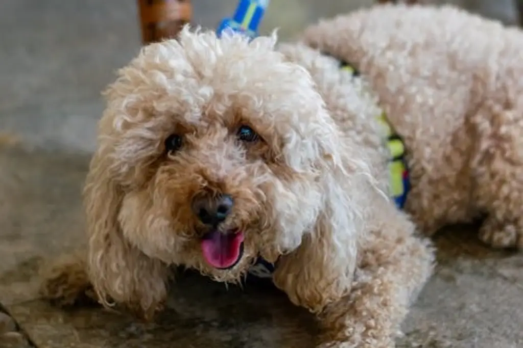 Imagen ¿Tienes mascota? Checa cómo debes de cuidar su pelo para evitar que se caiga 