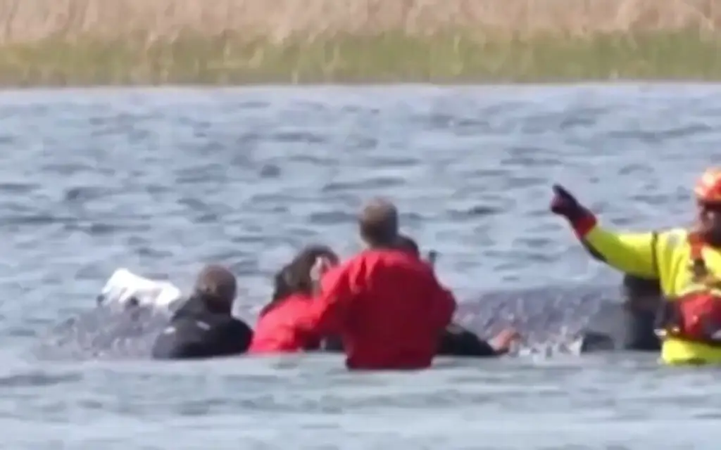 Imagen Logran trasladar a ballena varada 'Timmy' tras casi 2 meses ¿A dónde? 