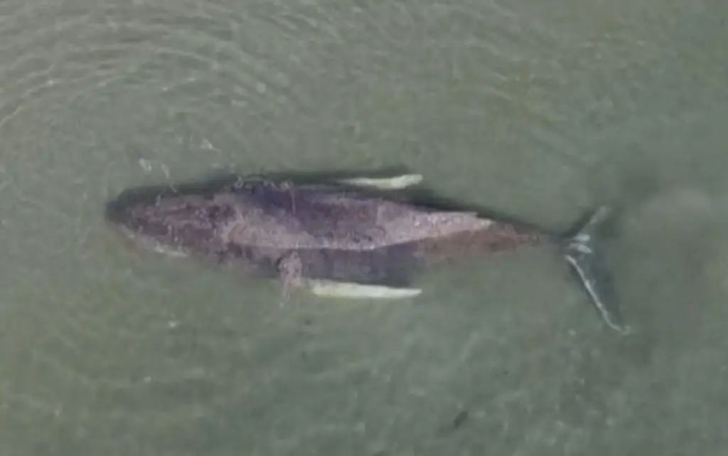 Imagen Liberan a ballena que quedó varada en costas alemanas desde inicios de marzo