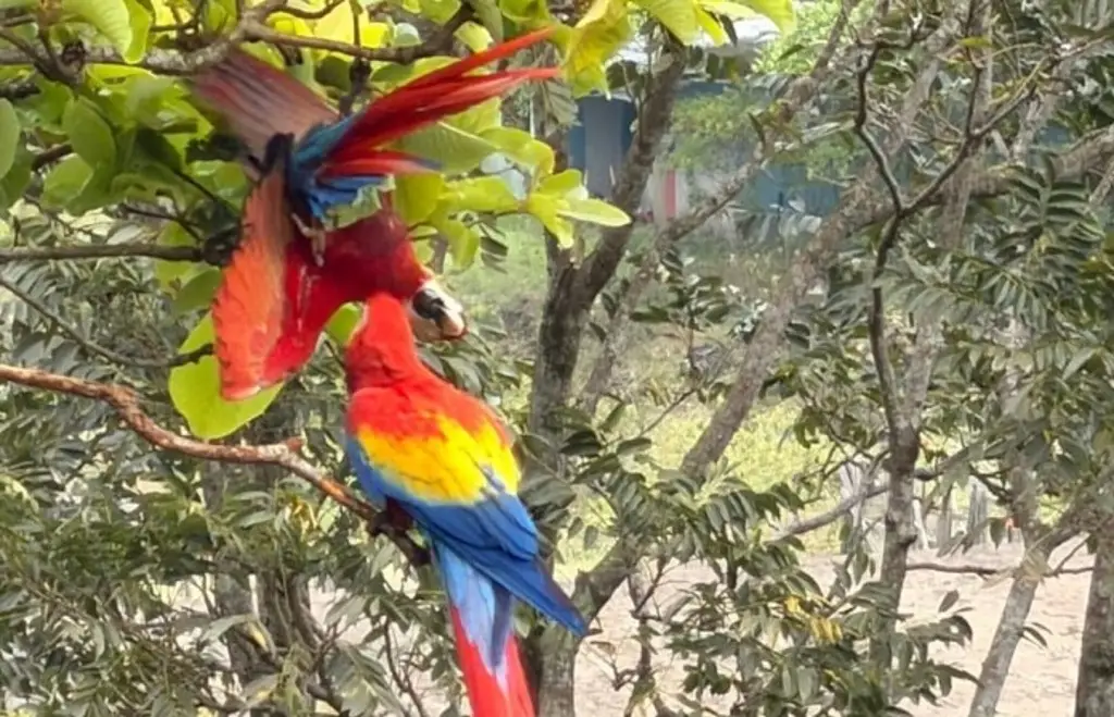 Imagen Liberan ocho guacamayas rojas en Los Tuxtlas, Veracruz