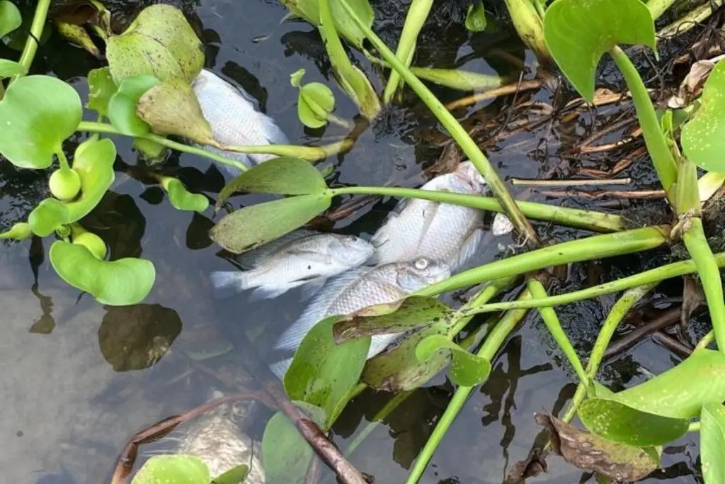 Imagen Reportan muerte de peces en la laguna de Tarimoya