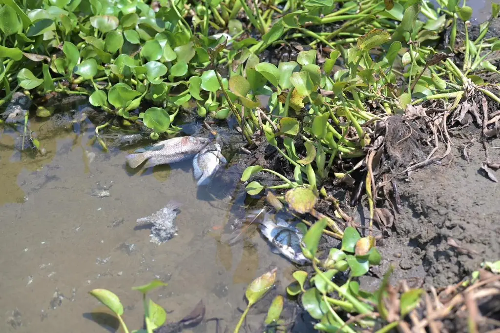 Imagen Atiende Ayuntamiento de Veracruz reporte por mortandad de peces en laguna Tarimoya