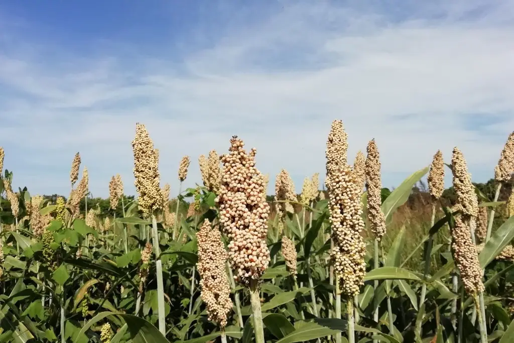 Imagen ¿Qué es el cultivo de sorgo y cuáles son sus características? 