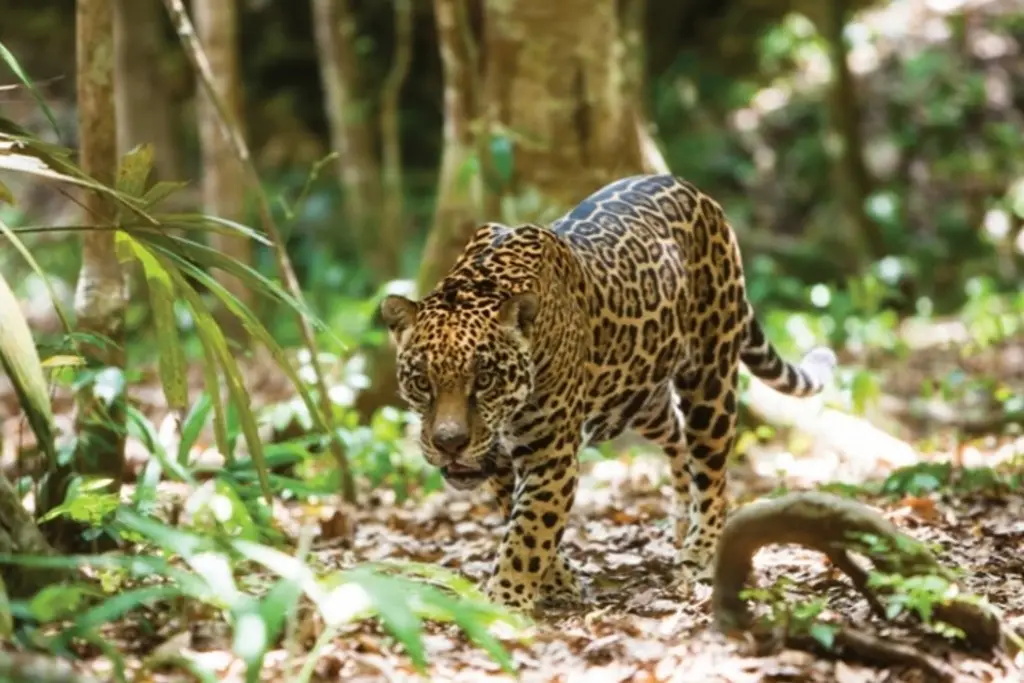 Imagen Greenpeace lanza ruta del jaguar para alertar de la destrucción de la Selva Maya en México