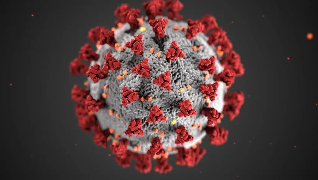 Imagen Conoce un poco acerca del hantavirus y qué hacer para evitar ser contagiado 