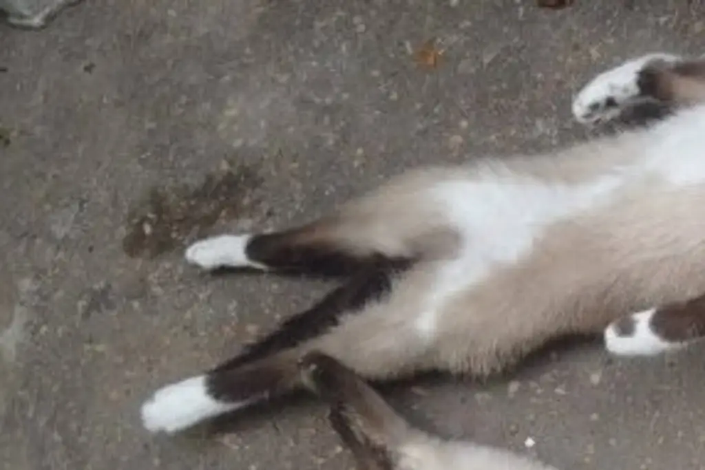 Imagen Reportan envenenamiento de 5 gatos en fraccionamiento al sur de Veracruz 