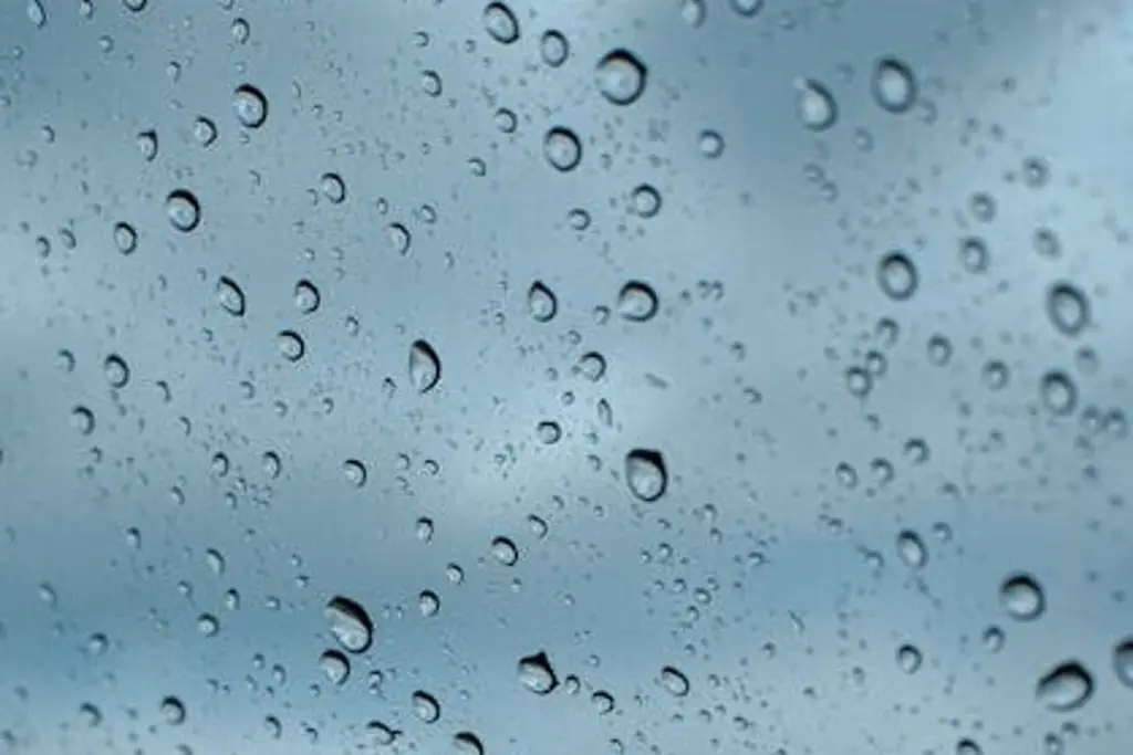 Imagen Lluvias derriban árboles en Xalapa; activan brigadas municipales