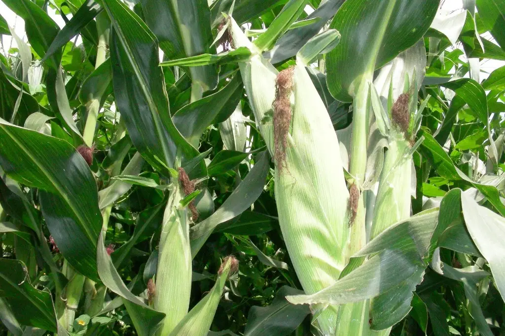 Imagen Conoce la importancia de la sanidad vegetal y sus beneficios 