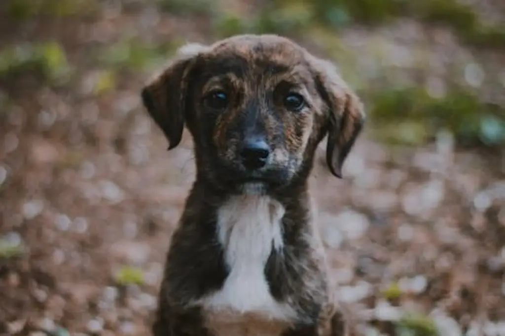 Imagen ¿Eres de las personas que le da huesos a tu perro? Esto te puede interesar 