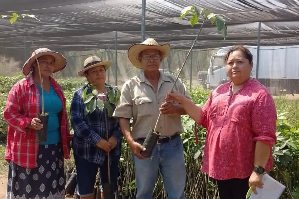 Imagen Robles rosas florecerán en Veracruz: donan 700 árboles, ¿Dónde serán plantados? 
