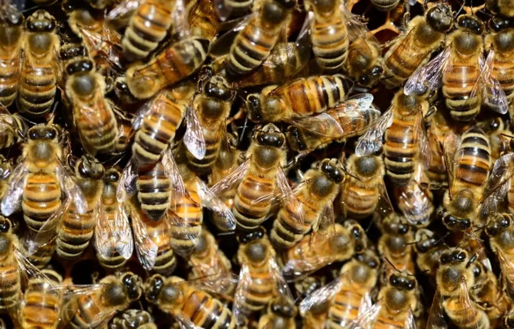 Imagen Alertan por temporada de enjambrazon de abejas en Veracruz 
